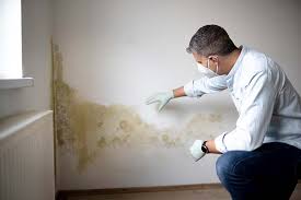 Reliable Itasca, IL Mold Prevention & Removal  Solutions